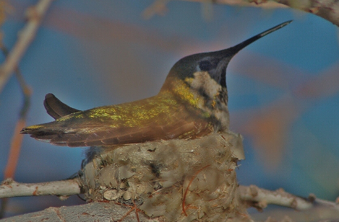 hummingbird in tree